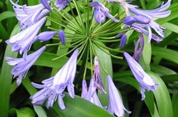 Agapra flower